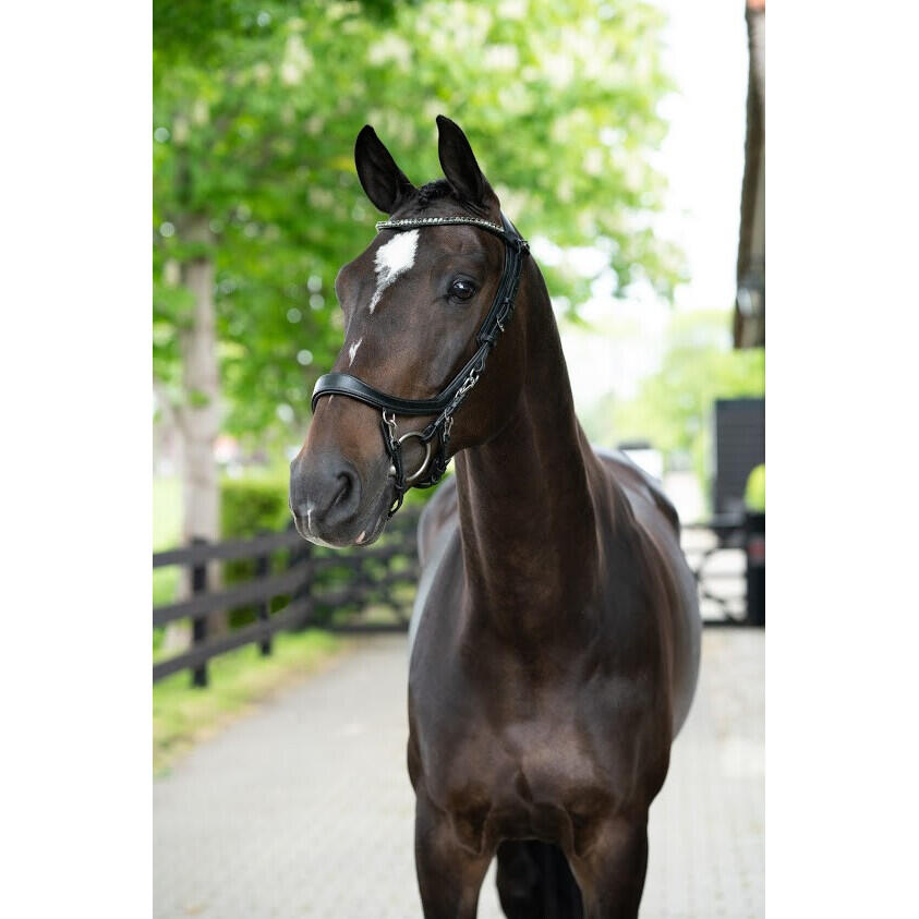 Zaumzeug Reiten Presteq Faysport 7/7