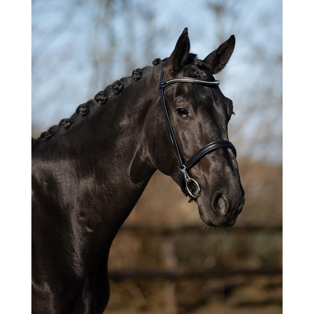 Equestrian bridle QHP Vesta