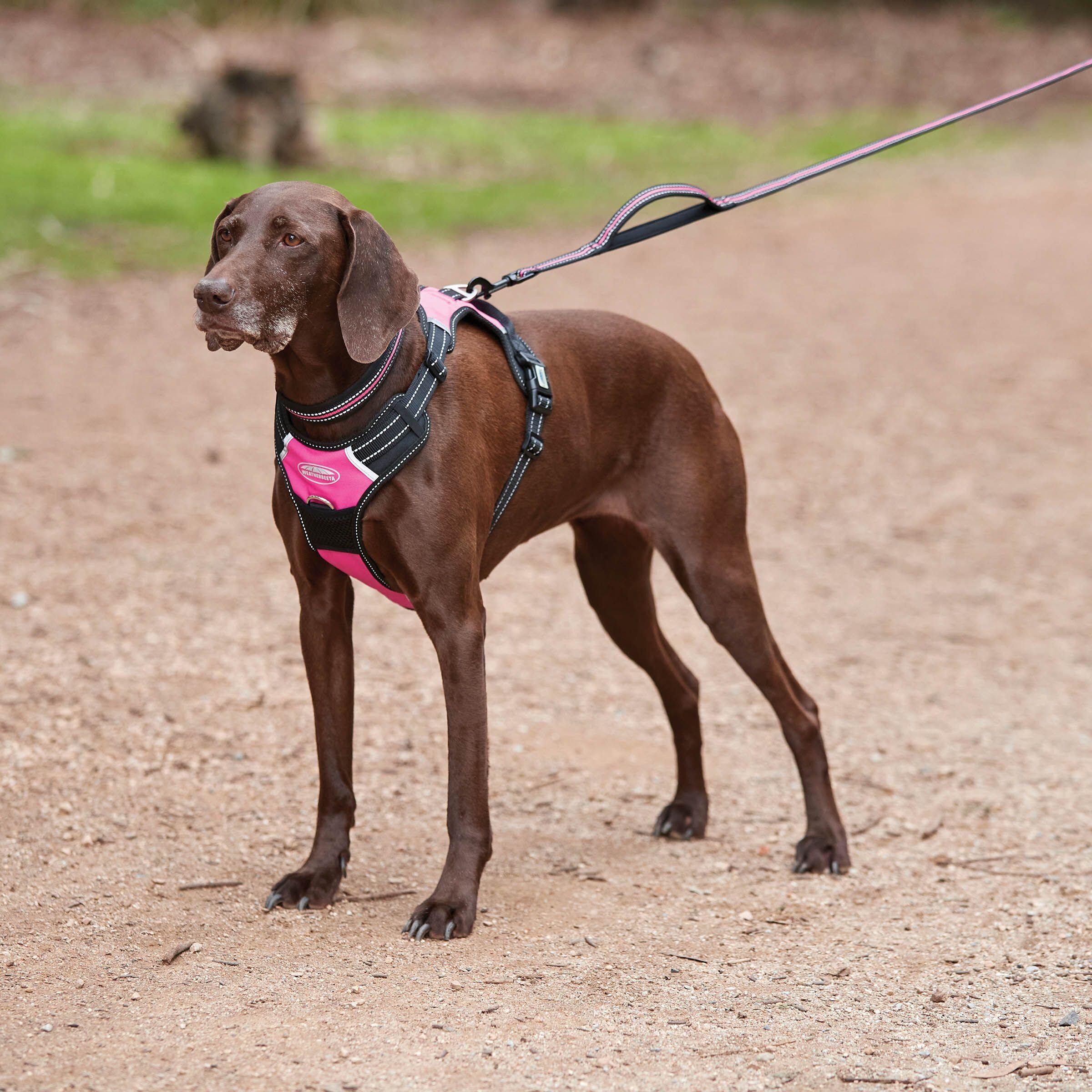 Harnais pour chien de voyage anti-traction Weatherbeeta 3/5