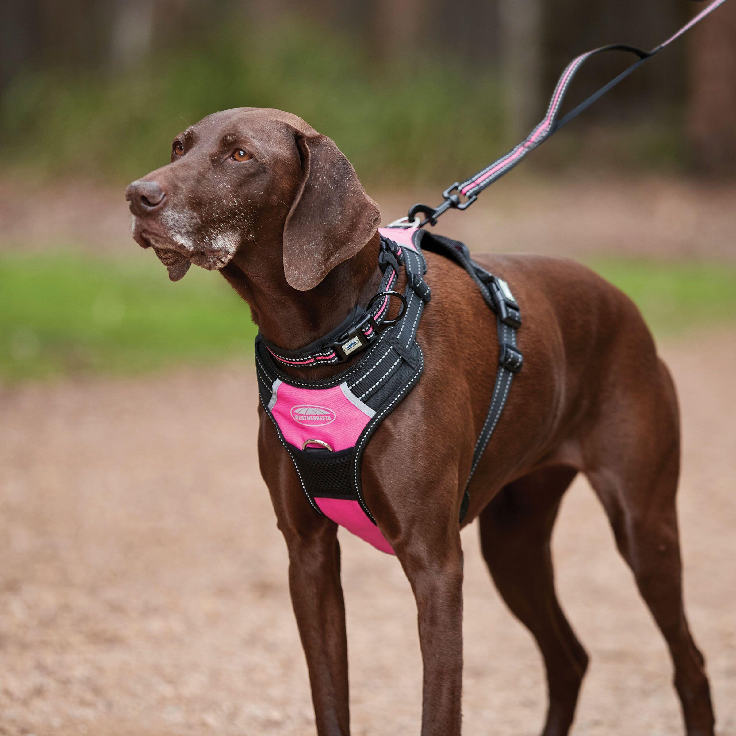 Harnais pour chien de voyage anti-traction Weatherbeeta 4/5