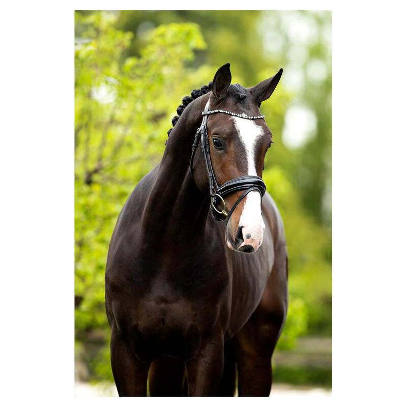 Anatomisch geformte Reitzäume BR Equitation Andover