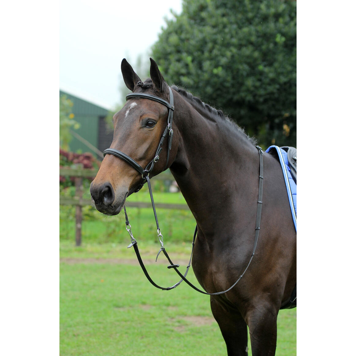 Bitless bridles Horka