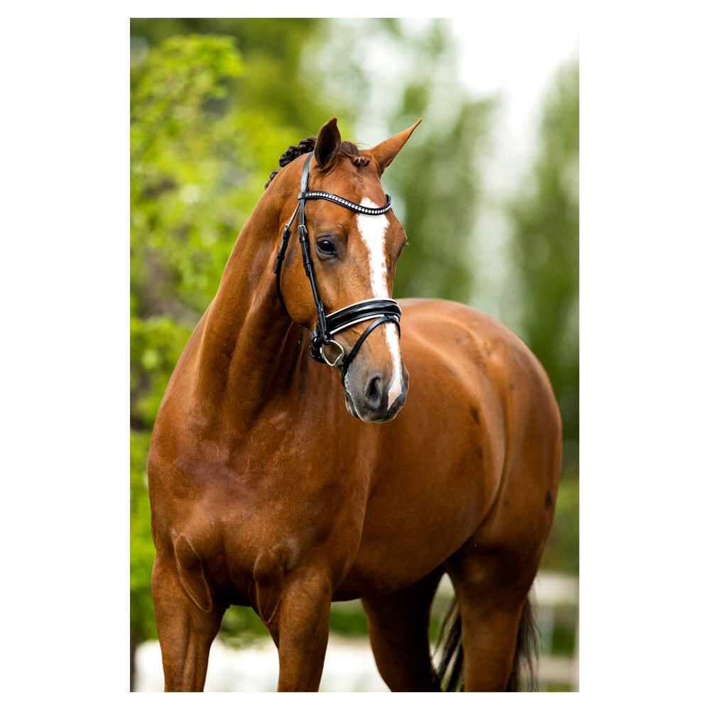 Anatomische hoofdstellen BR Equitation Eston 2/3