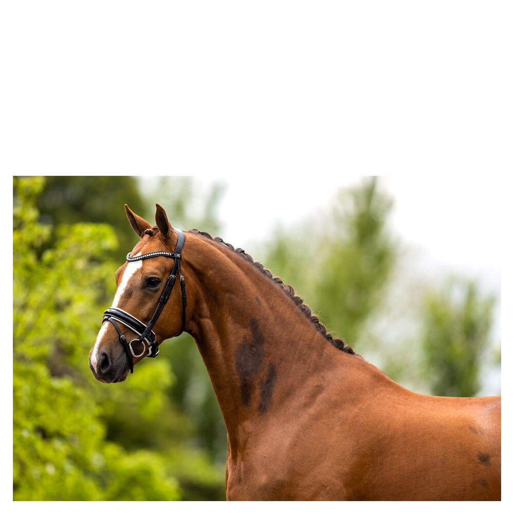 Anatomische hoofdstellen BR Equitation Eston 3/3