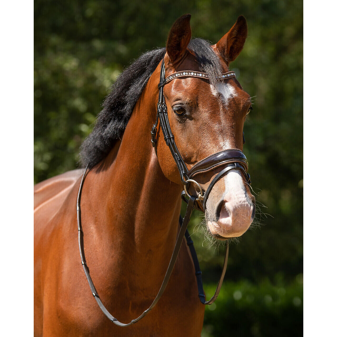 Briglie anatomiche per l'equitazione QHP Orlando 2/4
