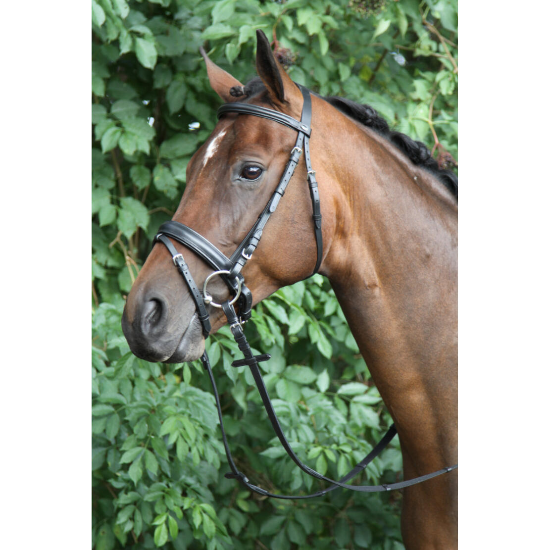 Bridles Caran Horka