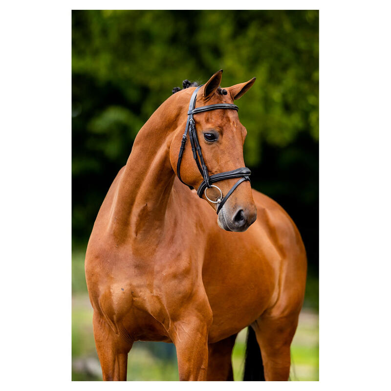 Zaumzeug Reiten BR Equitation Cheltenham