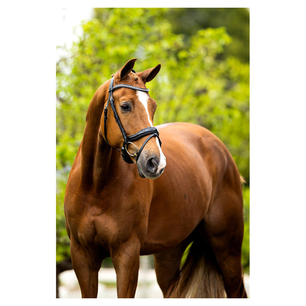 Cabezadas anatómicas BR Equitation Bolton 4/5