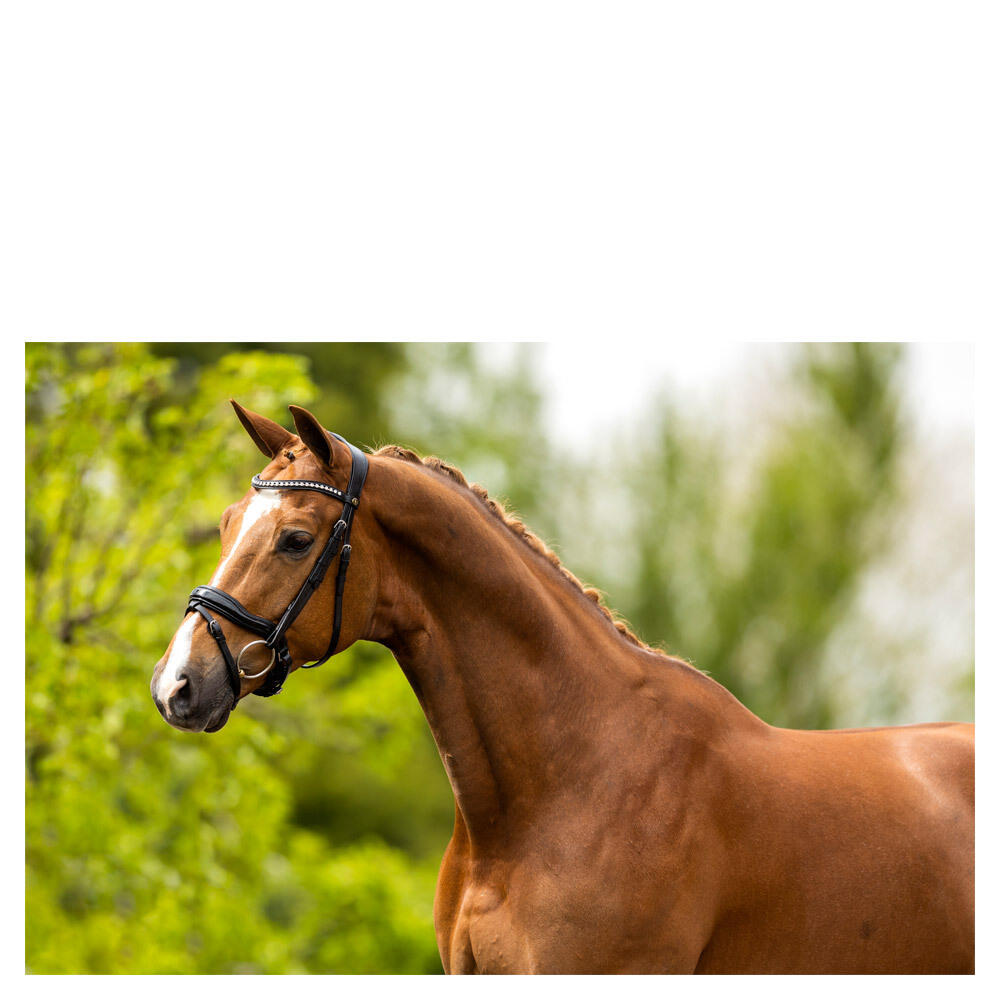 Cabezadas anatómicas BR Equitation Bolton 5/5