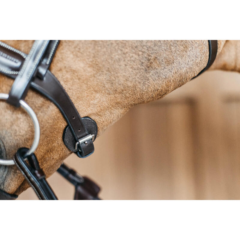 Bridon Dy'on cu caracteristici anatomice din piele