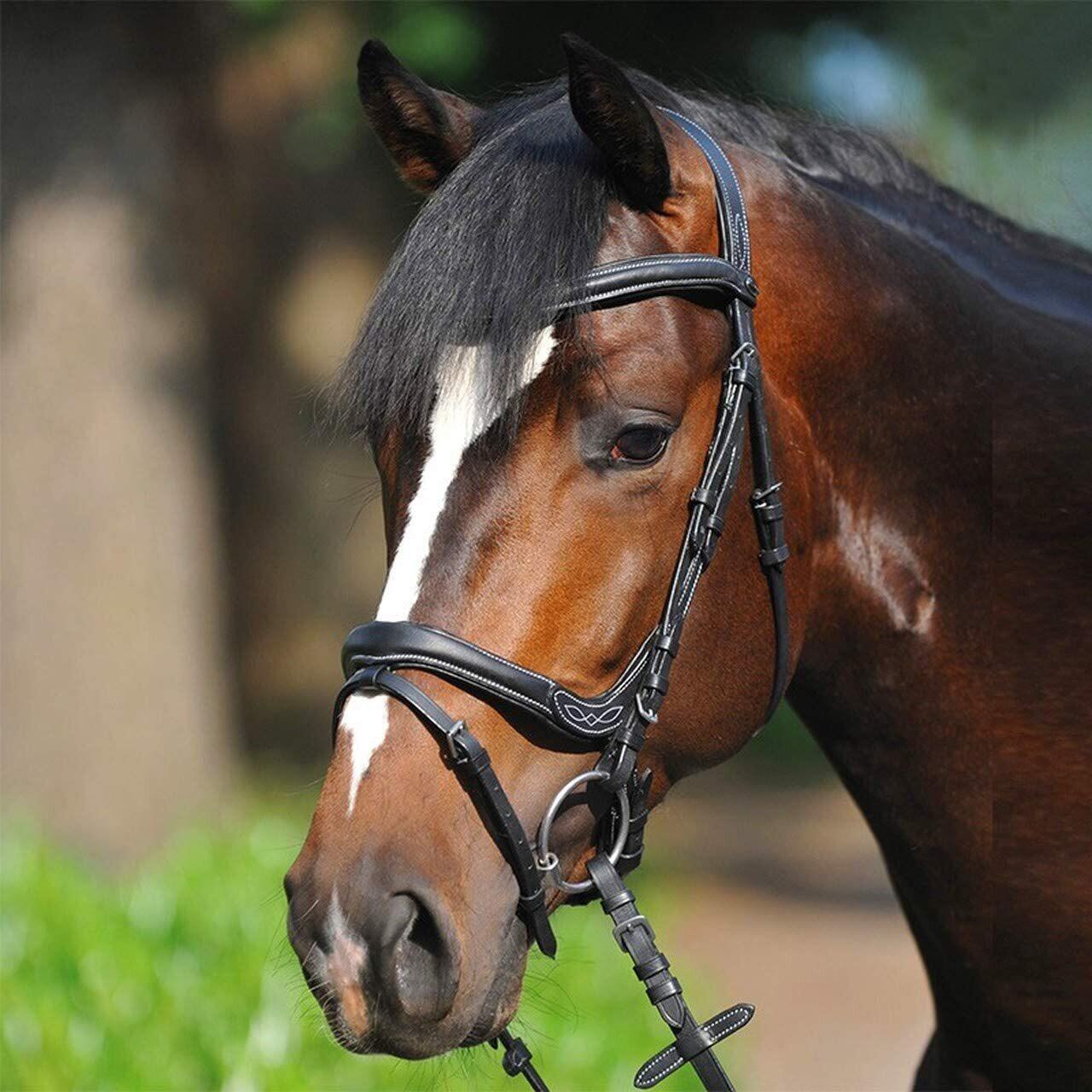 Bridles for horses Kavalkade Ivy