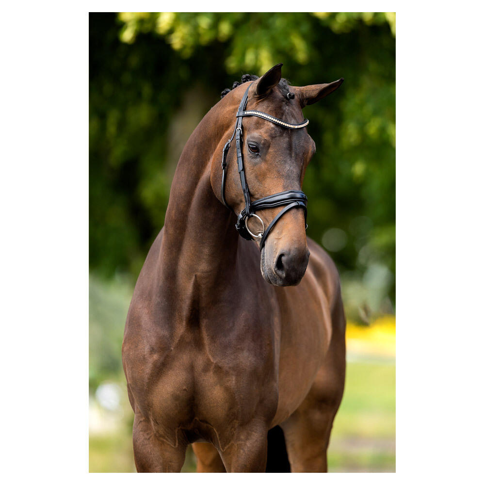 BR Oldham riding bridles