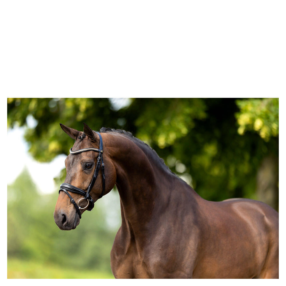 Hoofdstellen BR Equitation Oldham 3/3