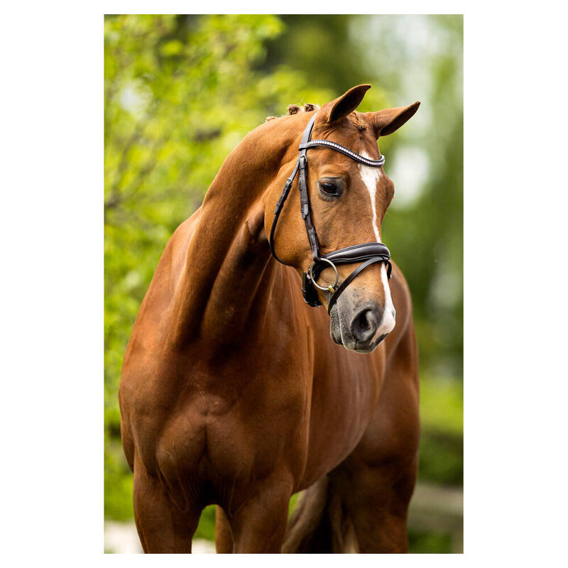 Anatomische hoofdstellen BR Equitation Southam