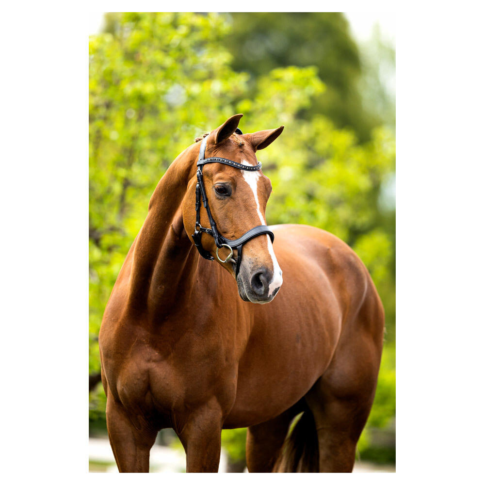 Bridons équitation anatomique BR Equitation Mirfield 5/5