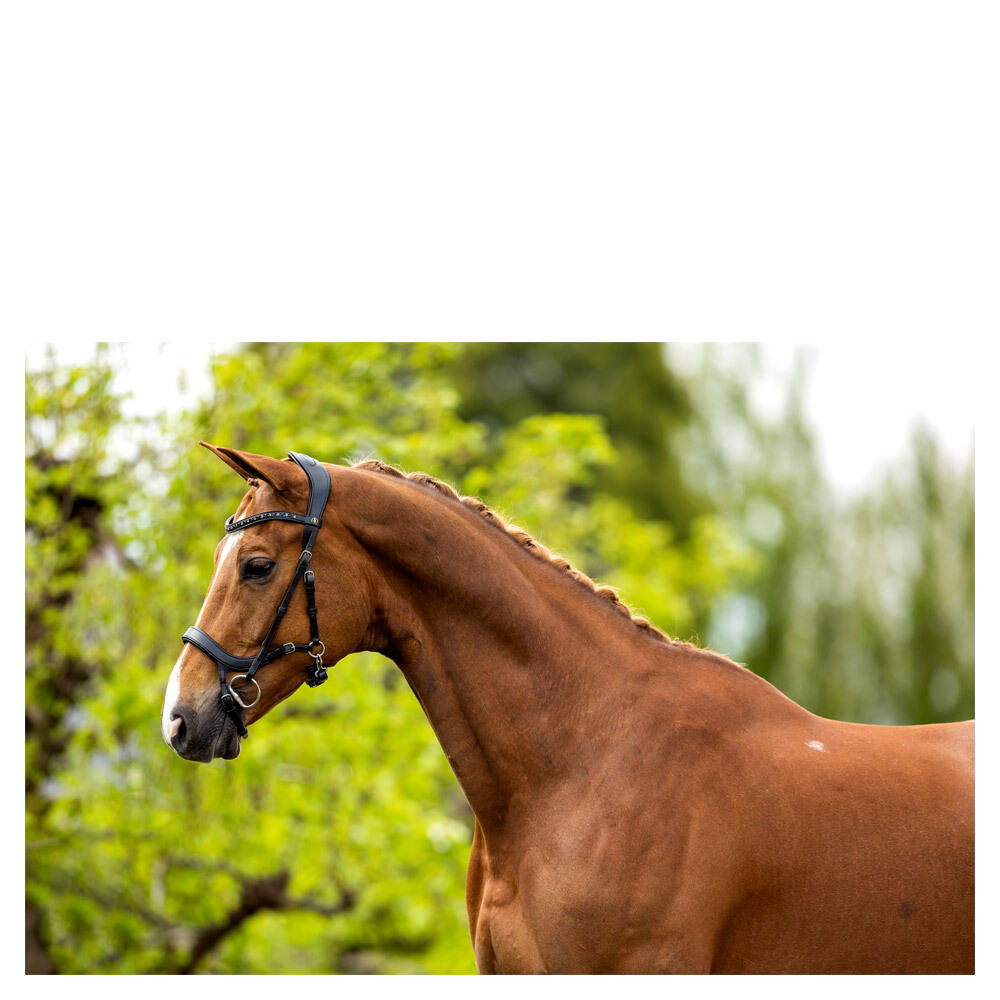 Bridons équitation anatomique BR Equitation Mirfield 4/5