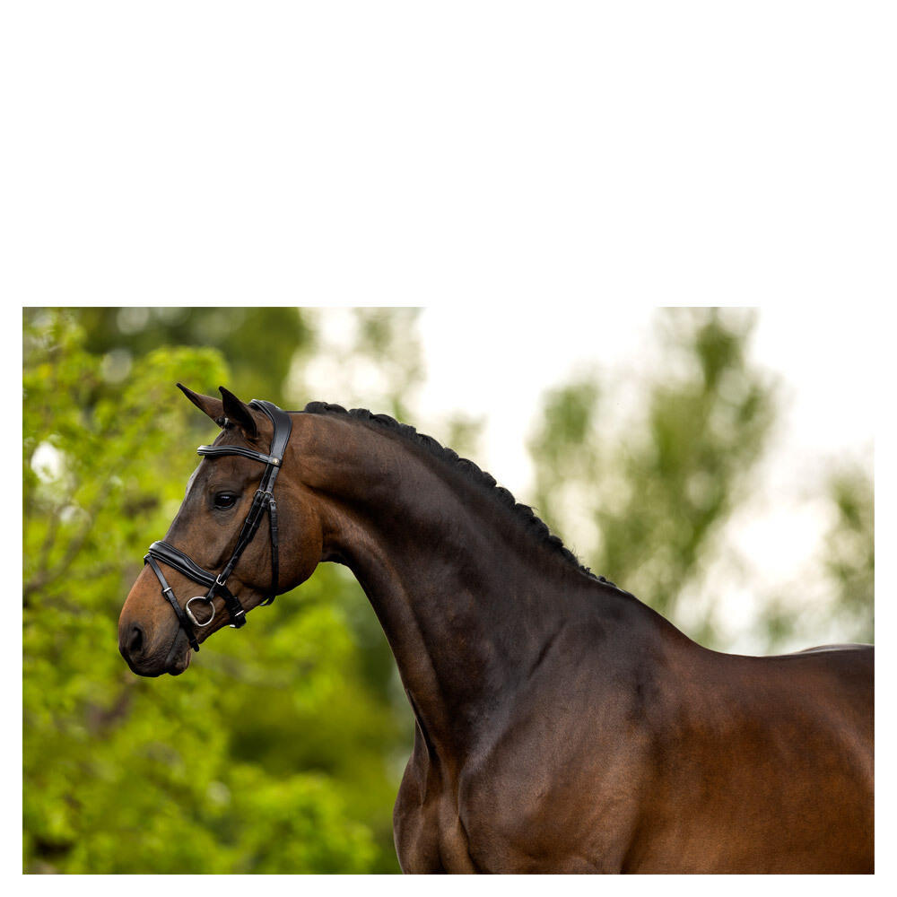 Briglie anatomiche per l'equitazione BR Equitation Luton 2/3