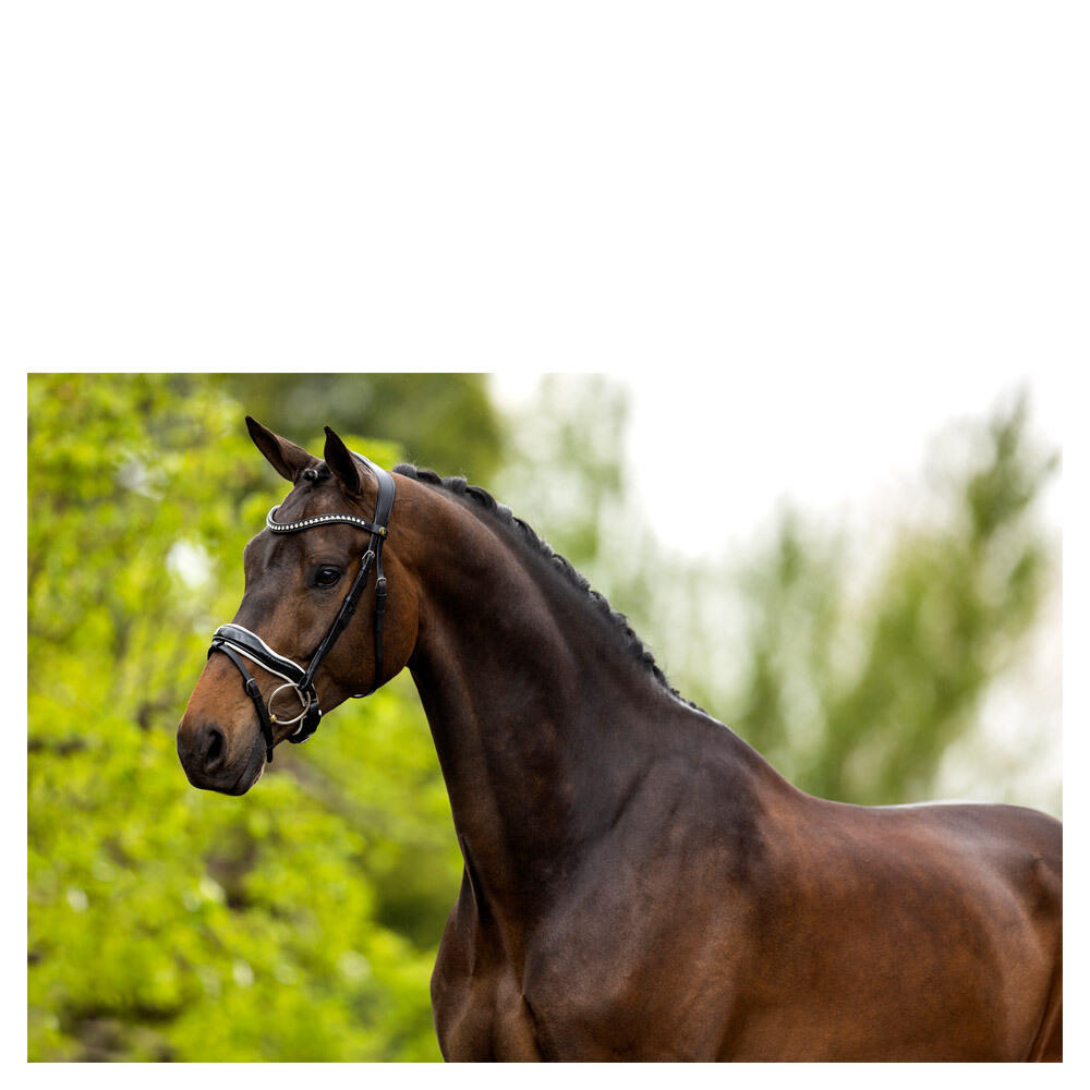 Cabezadas anatómicas BR Equitation Bolton 5/5