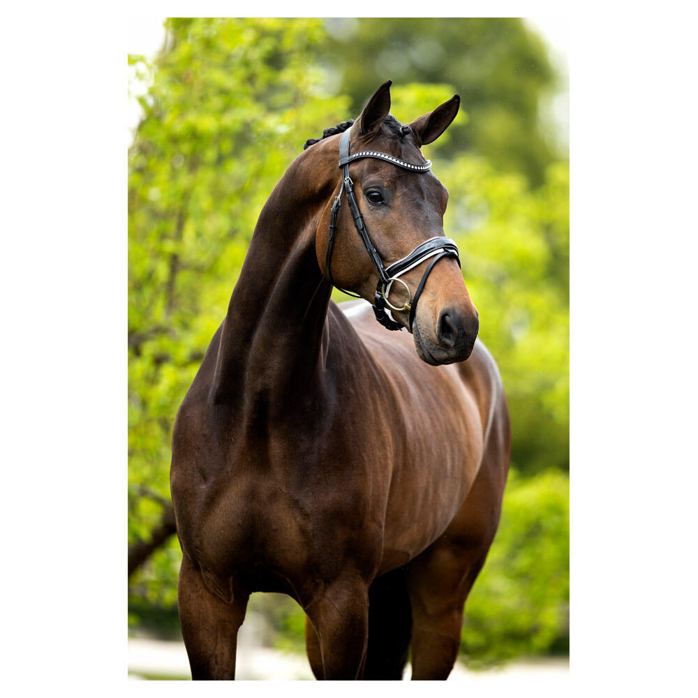 Cabezadas anatómicas BR Equitation Bolton 4/5
