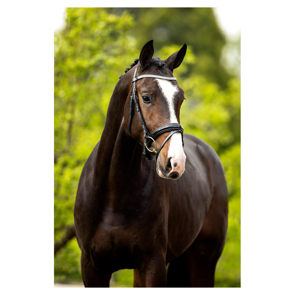 Anatomisch geformte Reitzäume BR Equitation Windermere 3/3