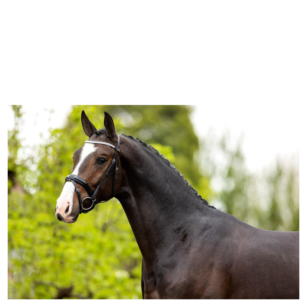 Anatomisch geformte Reitzäume BR Equitation Windermere 2/3