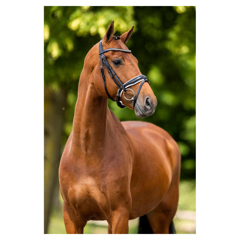 Zaumzeug Reiten BR Equitation Oldham