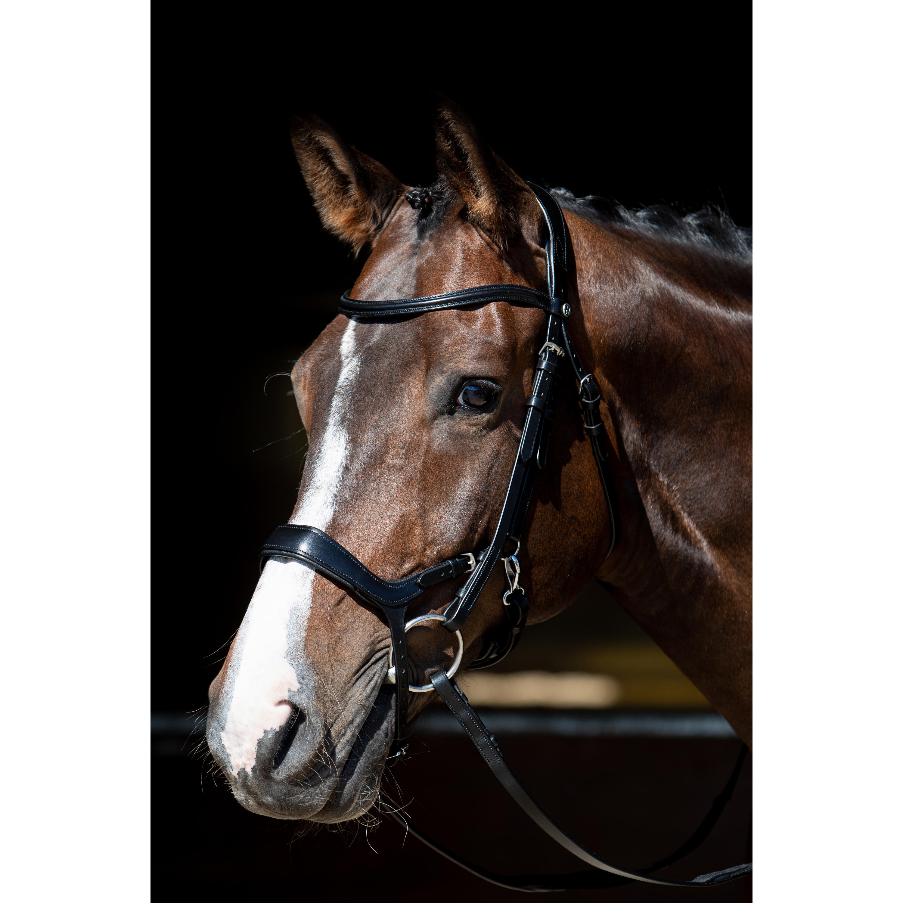 Reittrensen für Pferde Harry's Horse Release 5/5