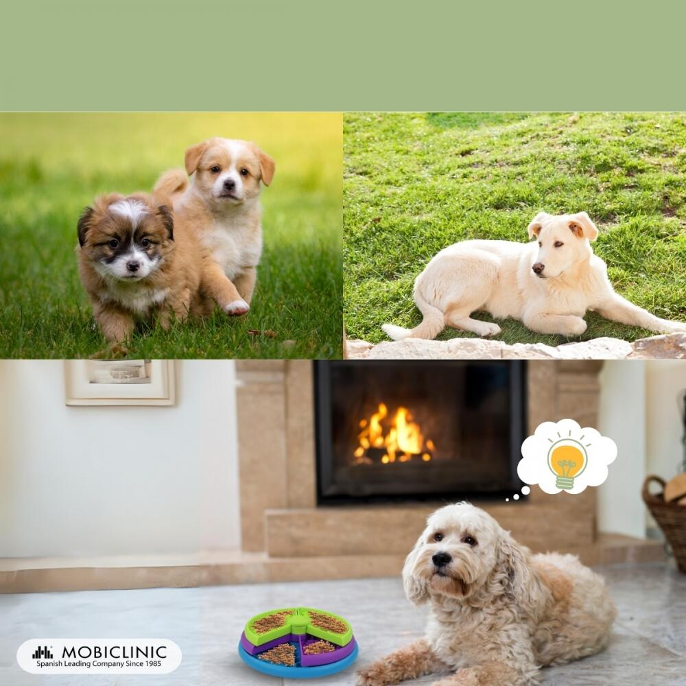 Mangeoire interactive pour chiens Trois couches 26x26x7,5cm Doggy 6/7