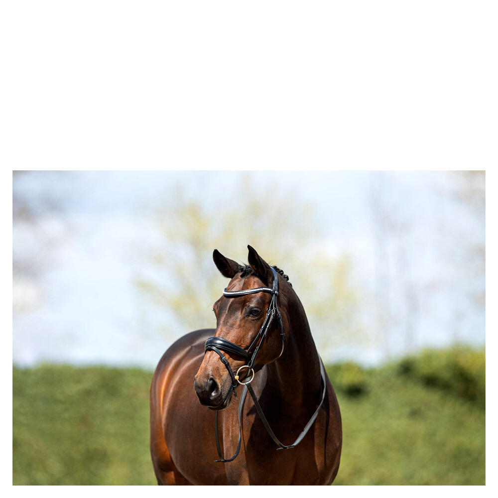 Cavezza da equitazione combinata all'inglese con nasello anatomico ANKY NB 3/4