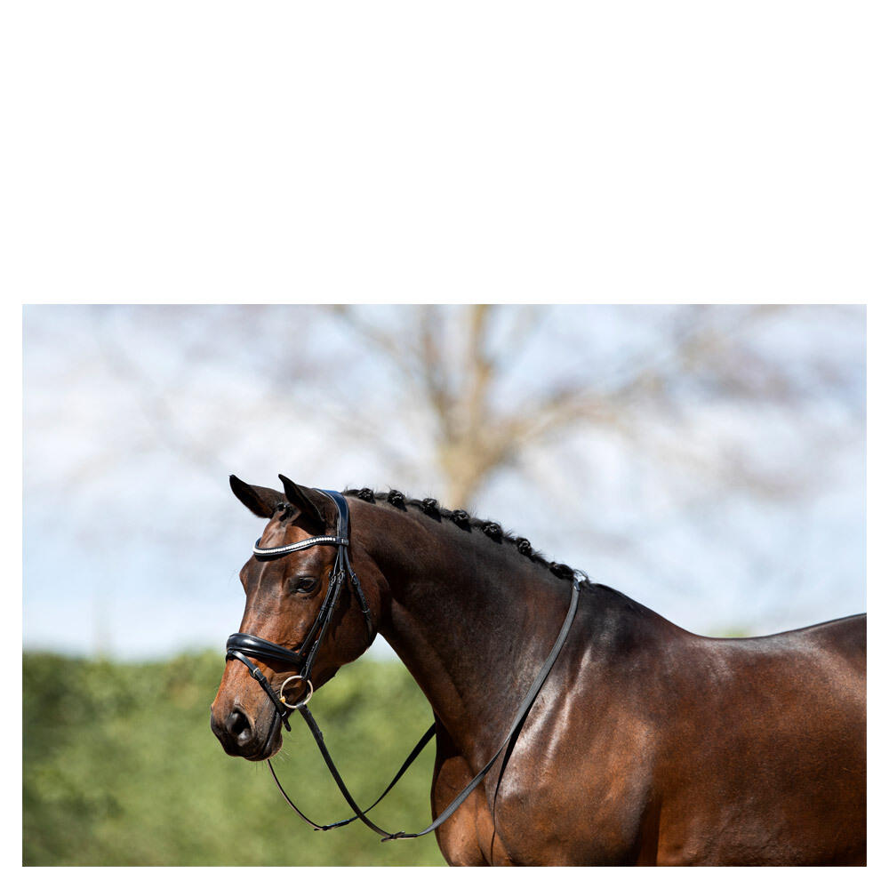 Bridons équitation muserolle combinée anatomique ANKY NB 3/4
