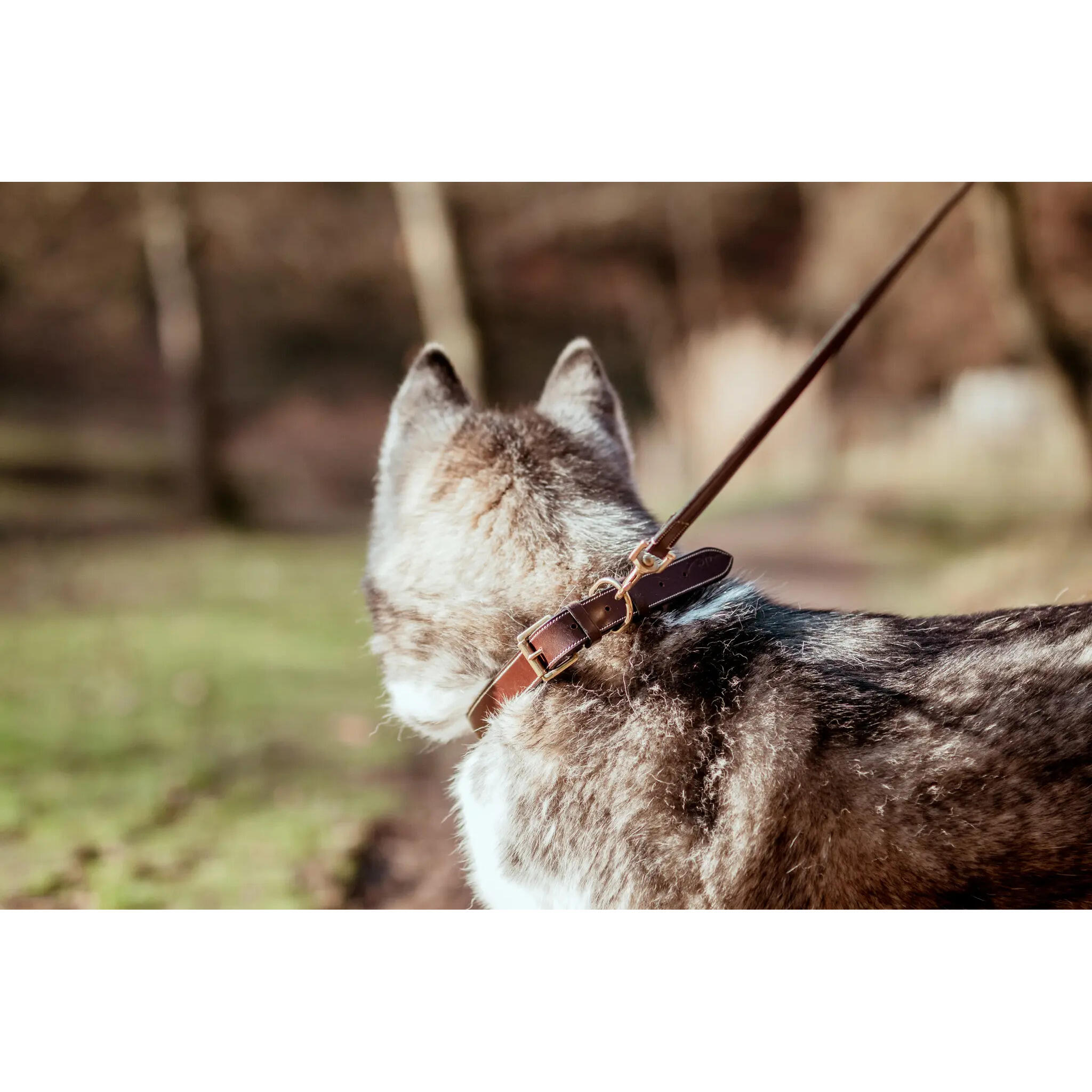 Platte leren halsband Dy’on 2/3