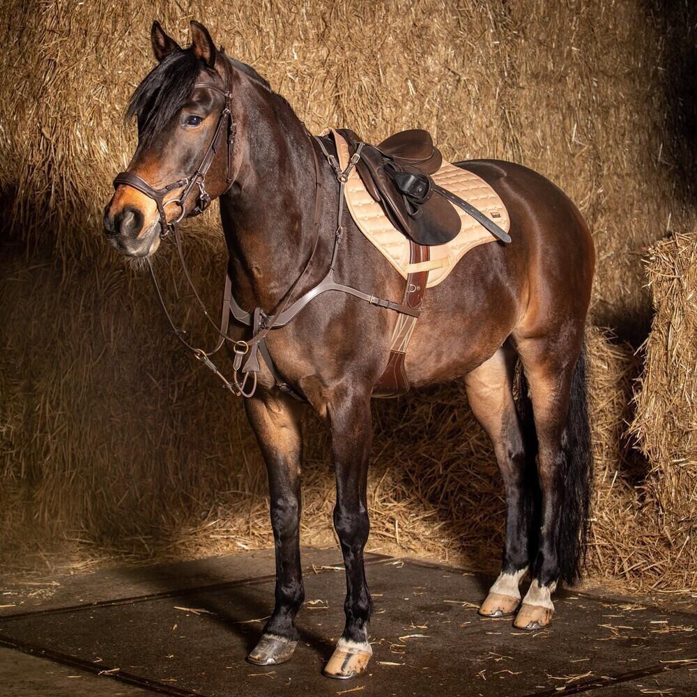 Harnais avant Harry's Horse Deluxe 3/3