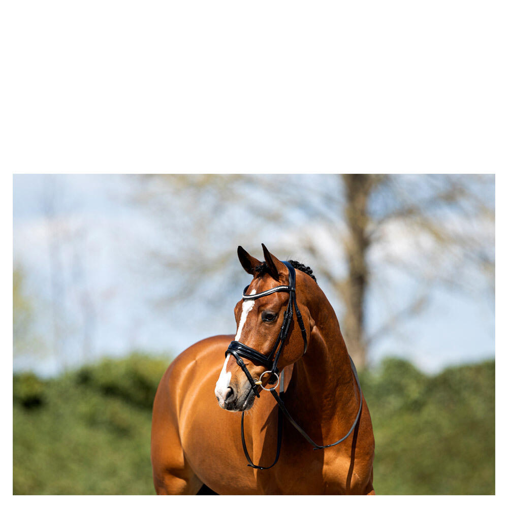 Bridons équitation muserolle combinée anatomique avec du cuir verni ANKY NB 5/5