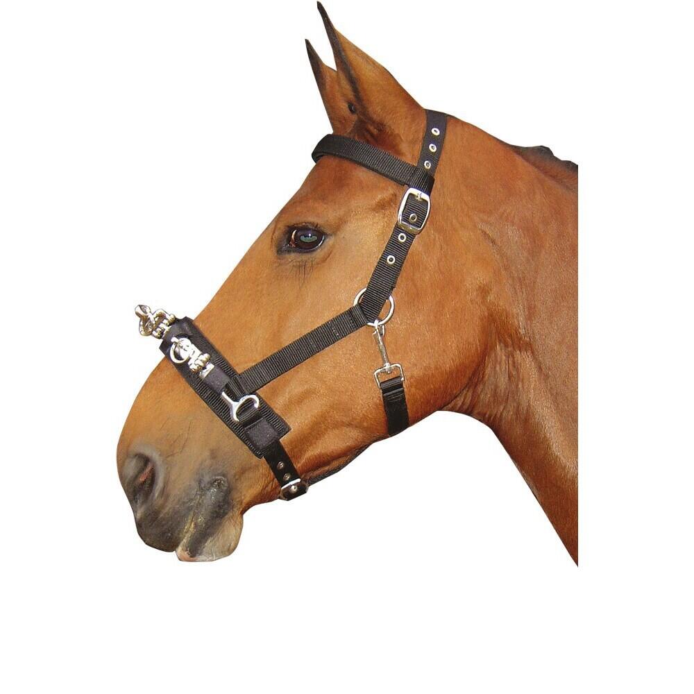 Cavezzone Harry's Horse 2/2