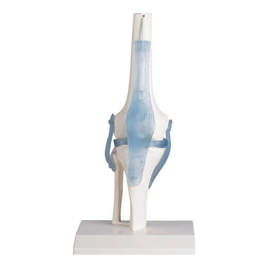 Skelettmodell Kniegelenk mit Bändern Schulsport Unisex