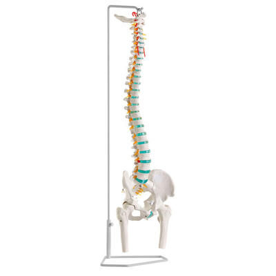 Skelettmodell Flexible Wirbelsäule Mit Becken und Oberschenkelstümpfen
