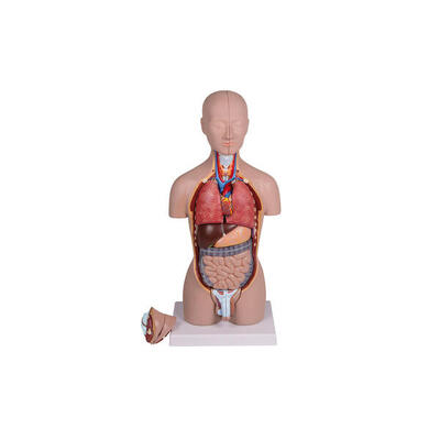 Anatomisches Modell Miniatur-Torso Schulsport Unisex