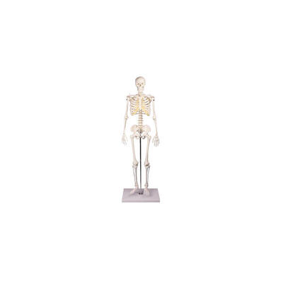 Skelettmodell Miniatur-Skelett Tom Schulsport Unisex