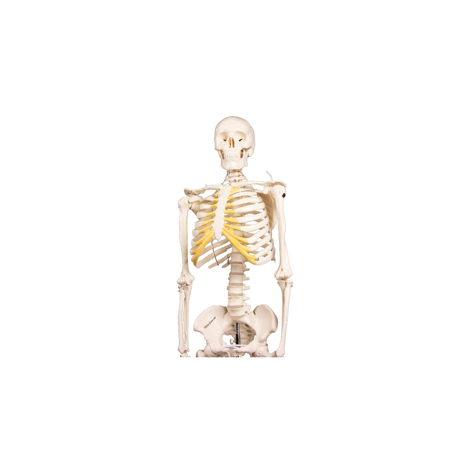 Skelettmodell Miniatur-Skelett Tom Schulsport Unisex 2/3
