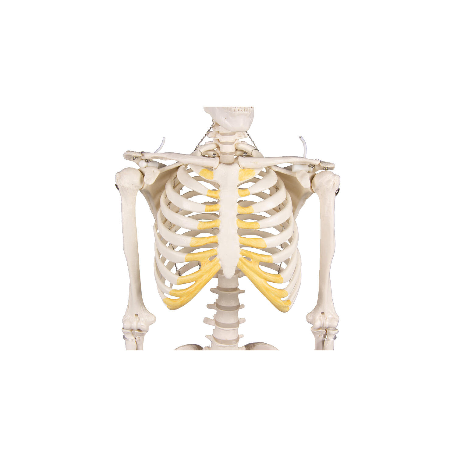 Skelettmodell Miniatur-Skelett Tom Schulsport Unisex 3/3