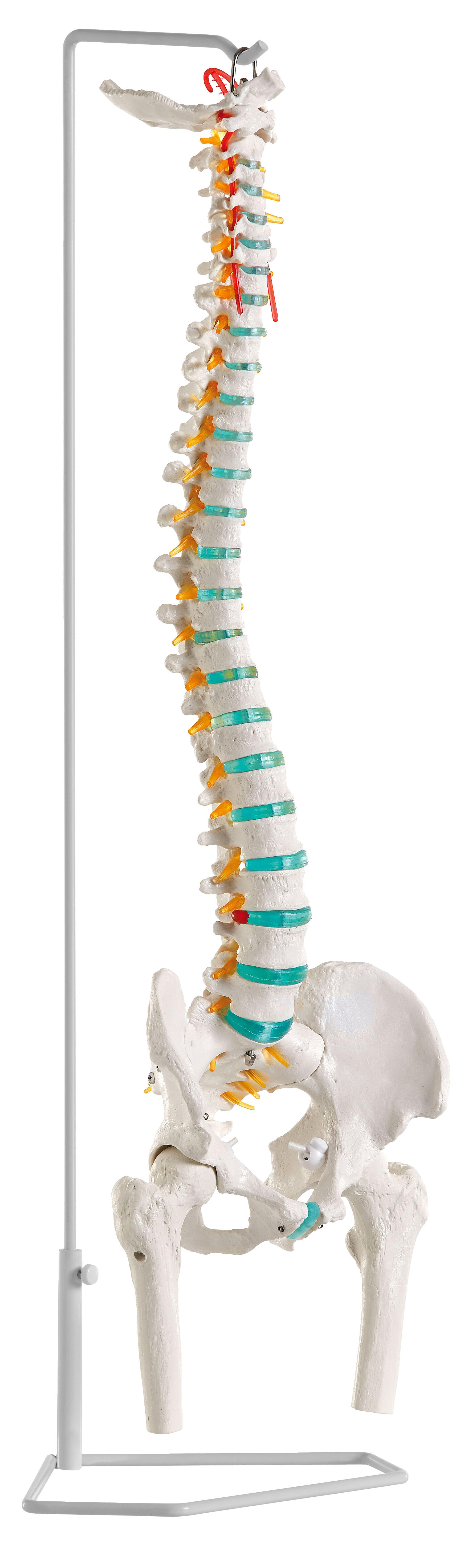 Skelettmodell Flexible Wirbelsäule Mit Becken Schulsport Unisex 2/2