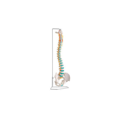 Skelettmodell Flexible Wirbelsäule Mit Becken Schulsport Unisex