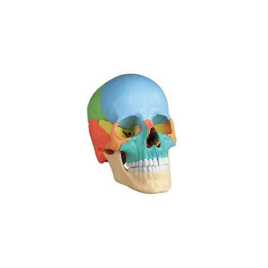 Skelettmodell Osteopathie-Schädelmodell, 22-teilig Schulsport Unisex