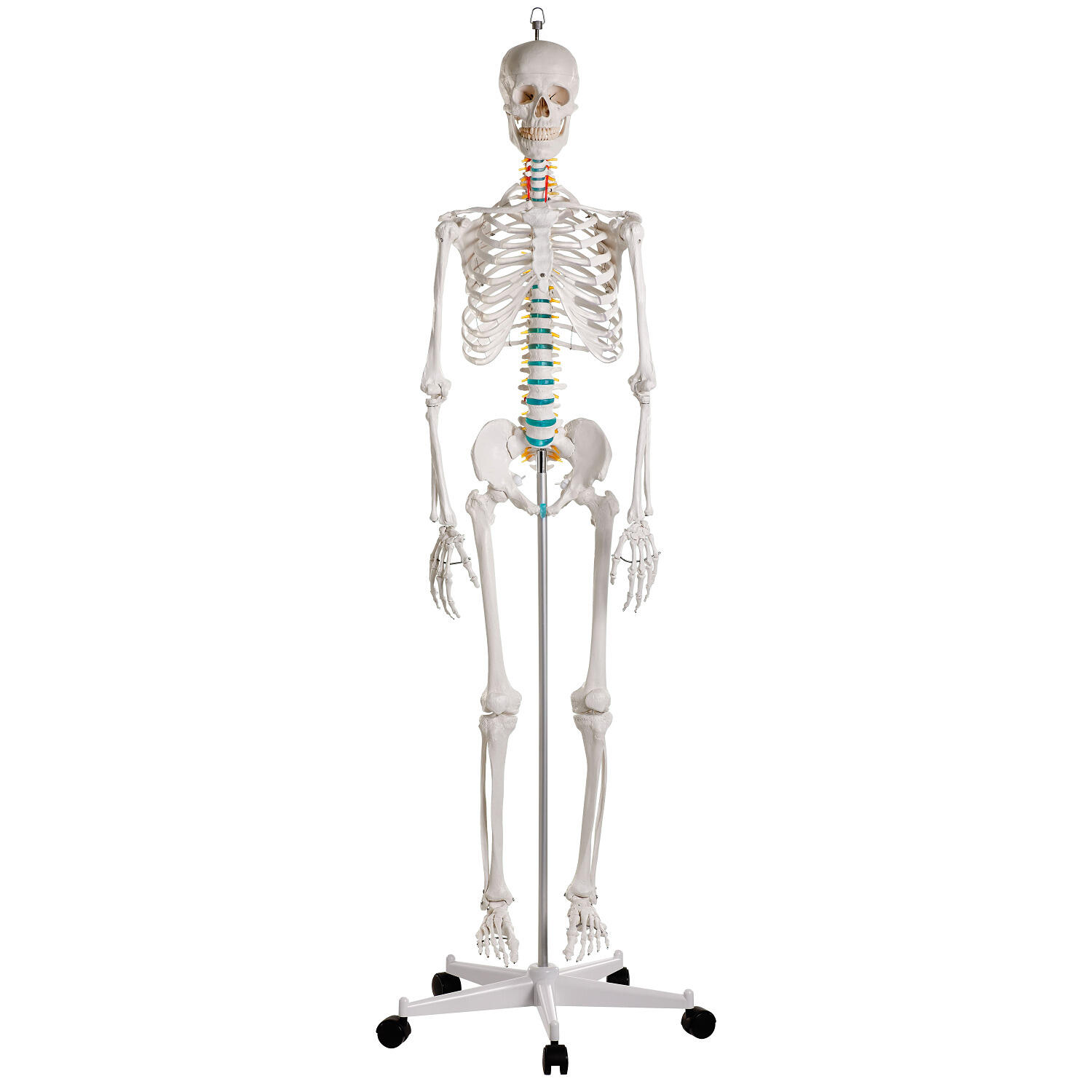 Skelettmodell Schulskelett Oscar Schulsport Unisex 1/6