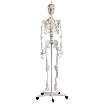 Skelettmodell Schulskelett Oscar Schulsport Unisex