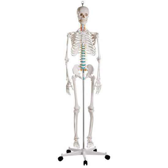 Skelettmodell Schulskelett Oscar Schulsport Unisex