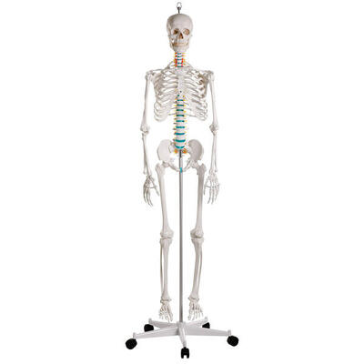 Skelettmodell Schulskelett Oscar Schulsport Unisex