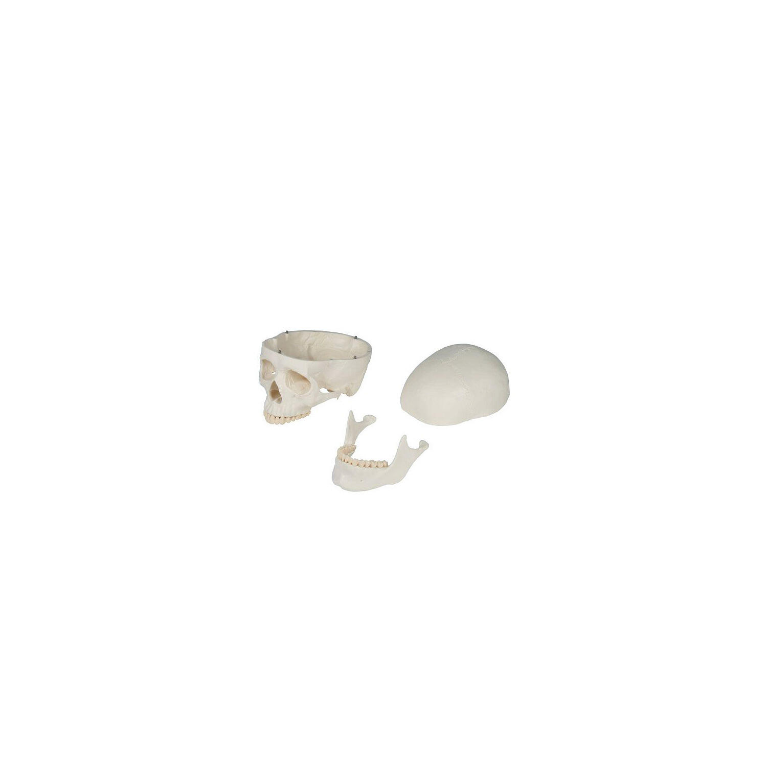 Skelettmodell Schulskelett Oscar Schulsport Unisex 2/6