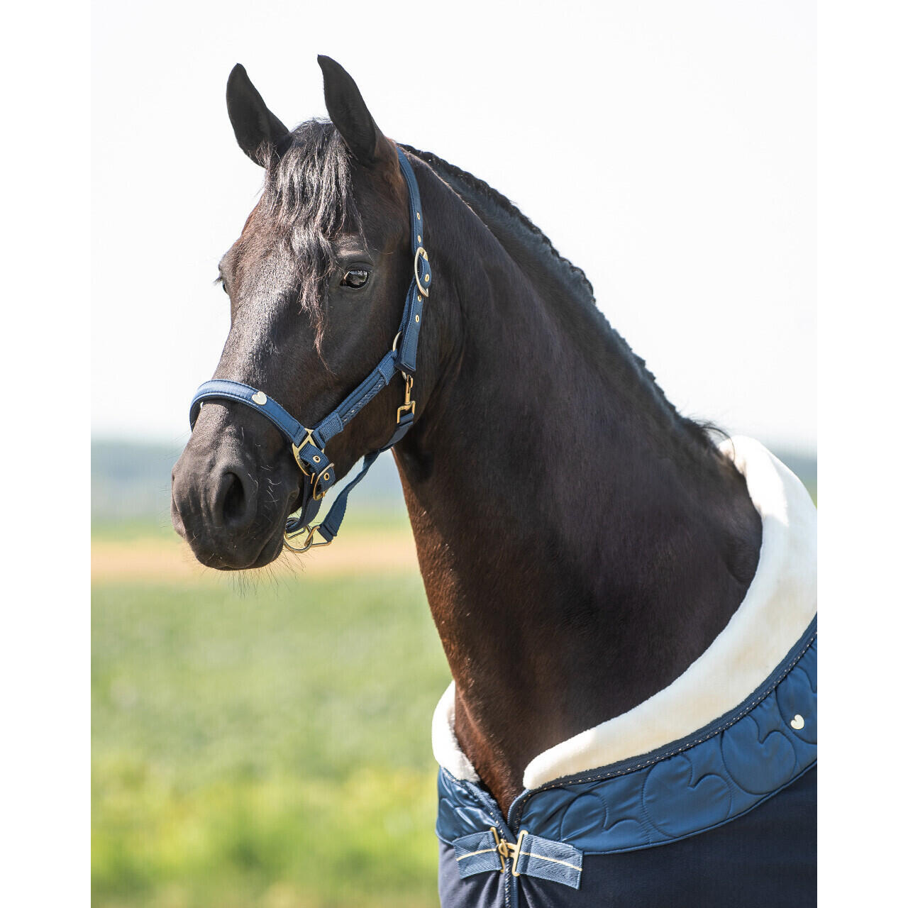 Ensemble licol et longe pour cheval QHP Lily 2/4