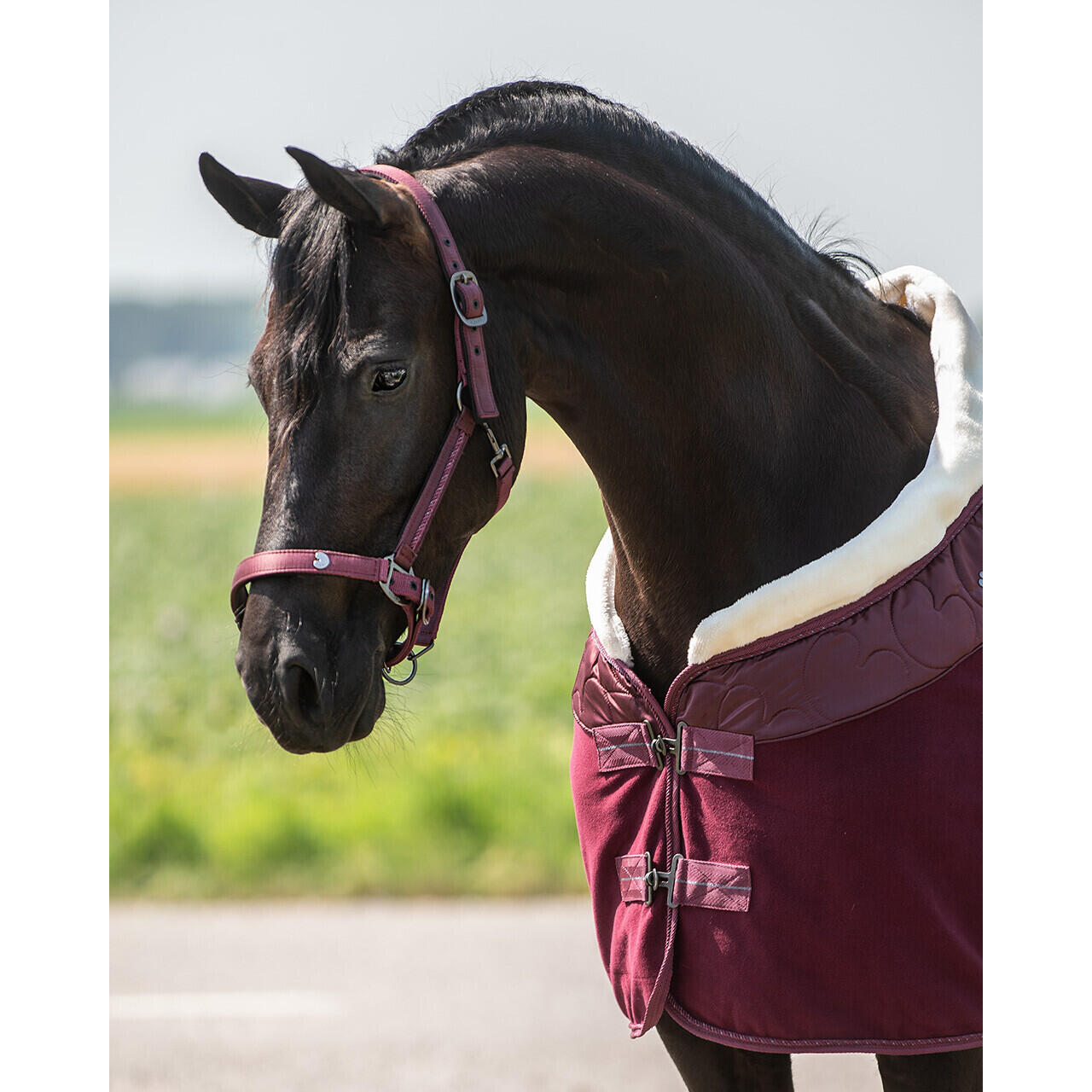 Ensemble licol et longe pour cheval QHP Lily 2/4